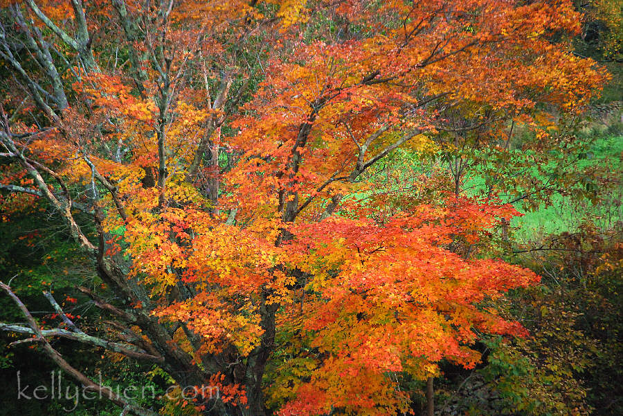 this-is-new-york.com Autumn foliage in Hobart NY photo by Kelly Chien