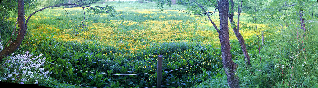 this-is-new-york.com Yellow buttercup field along the Delaware & Ulster railroad hiking path near Hobart NY photo by Kelly Chien
