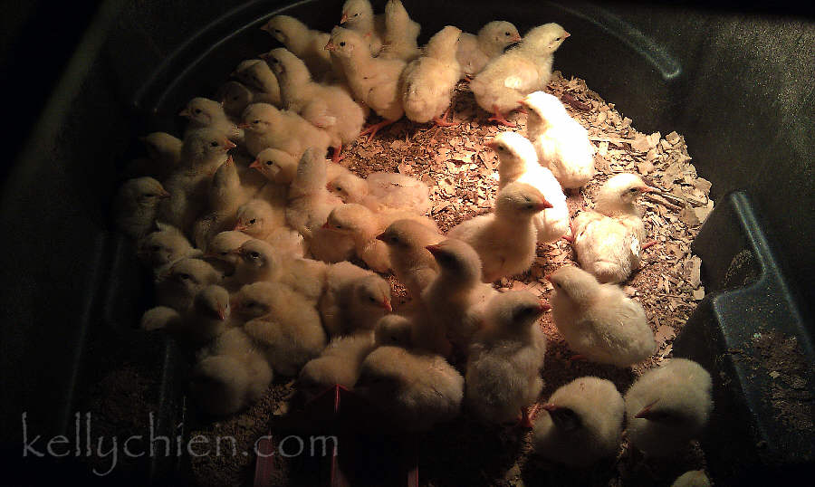 this-is-new-york.com Baby chicks at the Hobart Hardware Store in Hobart NY photo by Kelly Chien