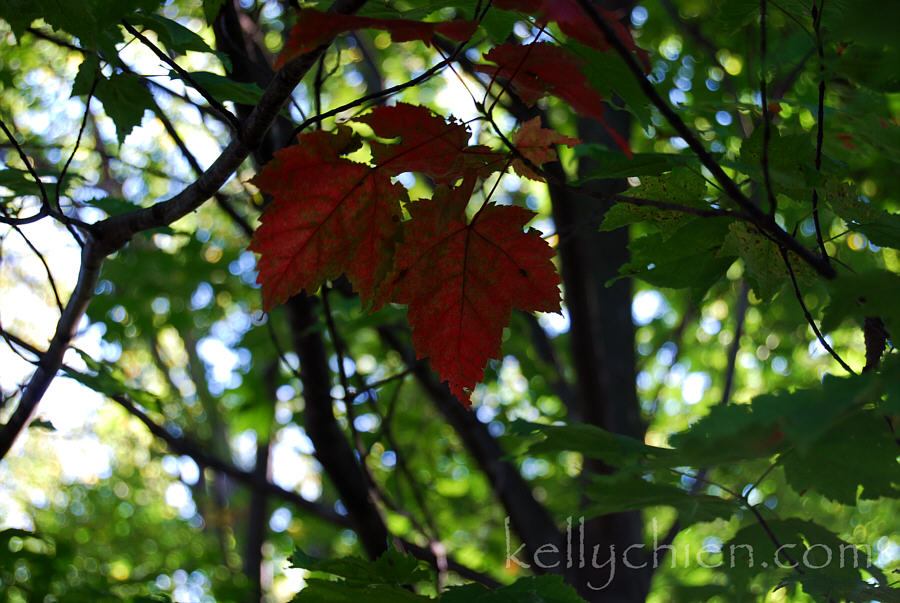 this-is-new-york.com Early Autumn leaves in Hobart NY photo by Kelly Chien
