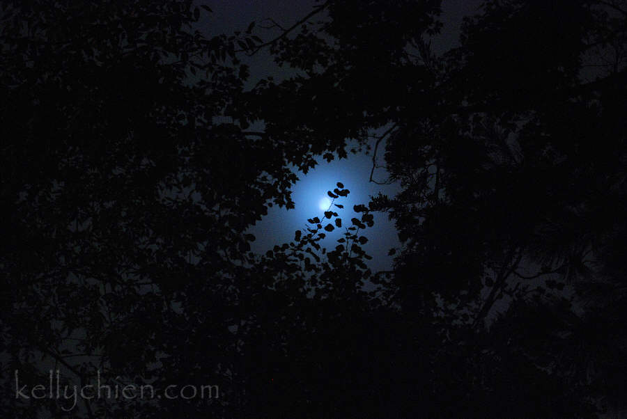 this-is-new-york.com Moon in the trees in Hobart NY photo by Kelly Chien