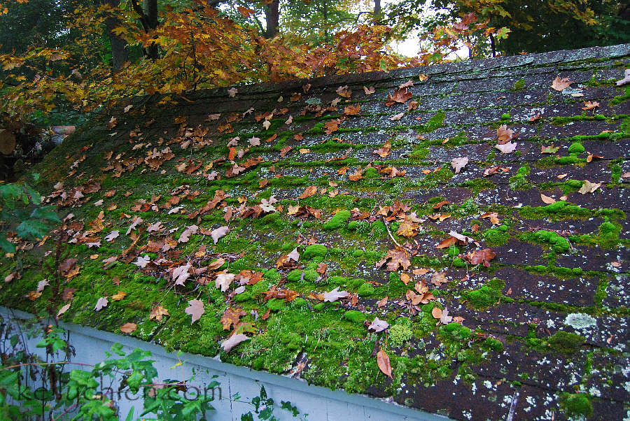 this-is-new-york.com Mossy roof in Hobart NY photo by Kelly Chien