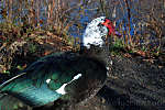 this-is-new-york.com Muscovy duck at the old creamery pond in Hobart NY photo by Kelly Chien