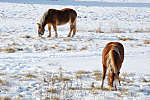 this-is-new-york.com Charlie's Horses in winter in Hobart NY photo by Kelly Chien
