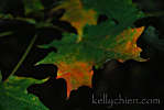 this-is-new-york.com Early autumn leaves in Hobart NY photo by Kelly Chien