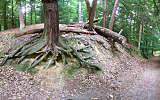 this-is-new-york.com Old root outcroppings on a nature trail near Rochester NY photo by Kelly Chien